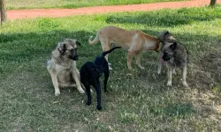 Erbaa’da Başıboş Köpekler Vatandaşları Tedirgin Ediyor