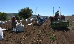 Başçiftlik'in Meşhur "Beyazı" Hasat Edilmeye Başlandı