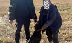 Su Kuyusuna Düşen Av Köpeğinin Kurtarılması