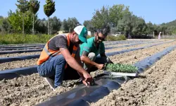 Adabahçe Bu Kış Da Sofralara Lezzet Ve Bereket Katacak