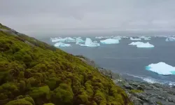 Değişen Antarktika Bitki Örtüsü