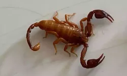 Konya'da Yeni Akrep Türü Keşfedildi: Euscorpius gulhanimae