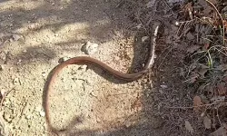 Oluklu Kertenkelelerin Özellikleri ve Doğadaki Rolleri