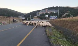 Çobanlar Yayladan Dönüşte Güvenlik Önlemleri Alıyor