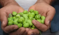 Hatay’ın Halhallı Zeytininde Hasat Dönemi Başladı