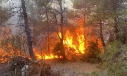 Çanakkale’de orman yangını Meynada Geldi