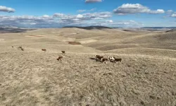 Kaybolan Hayvanları Jandarma Dronla Buldu