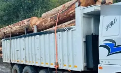 Bolu’da Ormanda 1000 Ağacın Kaçak Kesildiği İddiasıyla Soruşturma