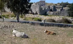 Patara Antik Kenti'nde İnek ve Koyunların Yürüyüş Yollarına Verdiği Zararlar Gündemde