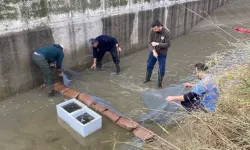 Niksar’da 3 Bin Yavru Balık Kurtarıldı