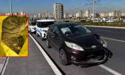 Kayseri'deki Trafik Kazası ve Yaralanan Kedi