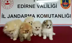 Edirne'de Kaçak Yolla Getirilen 5 Pomeranian Yavru Köpek Ele Geçirildi