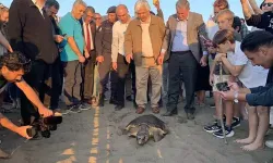 Muğla'da Tedavi Edilen 3 Deniz Kaplumbağası ve Yavruları Denize Salındı