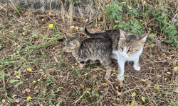 Erbaa'da Ağaçta Mahsur Kalan Yavru Kedi Vatandaşlar Tarafından Kurtarıldı