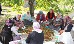 Tokat ve İlçelerde Ceviz Üretimi Tarımın Gücünü Artırıyor