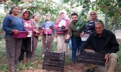 Silifke'de Örtü Altı Dut Hasadı Başladı: Kilosu 200 Liradan Alıcı Buluyor