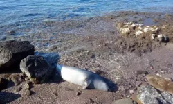 Bodrum'da Karaya Ölü Fok Vurdu