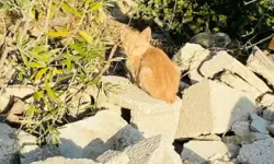 Hatay'da Su Borusuna Sıkışan Yavru Kedi İtfaiye Ekipleri Tarafından Kurtarıldı