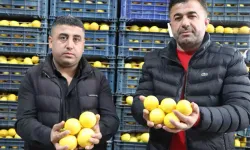 Adana’da Limon Fiyatlarındaki Uçurum Üreticiyi Zora Soktu, Marketlerde 30 Lira Aşıyor