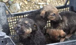 Hatay'da Su Tahliye Borusuna Sıkışan Yavru Köpekler Kurtarıldı