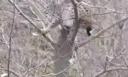 Kangal Köpeklerinden Kaçan Vaşak, Ağaçta Görüntülendi