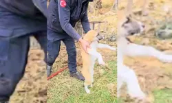 Ağaç Kovuğuna Sıkışan Köpek Yavrusu İtfaiye Ekipleri Tarafından Kurtarıldı