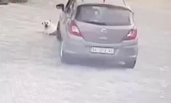 Yolda Yatan Köpeği Ezen Sürücü Yakalandı