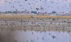 Diyarbakır'da Kabaklı Göleti'nde Binlerce Kuşun Bir Arada Uçuşu Görüntülendi