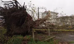 Samsun’da Şiddetli Rüzgarda 600 Yıllık Çınar Ağacı Devrildi