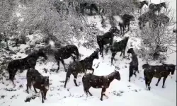 Karlı Havadar Yılkı Atları Görüntülendi