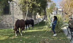 Başıboş 3 At Kent Merkezine İndi, Vatandaşlardan Yoğun İlgi