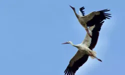 Kuşların Göç Yolları 'Kuş Hava Yolları' Haritasında