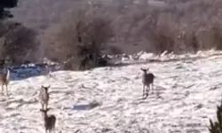 Ormanda Yiyecek Bulmakta Zorlanan Karaca Sürüsü, Yaylaya İndi