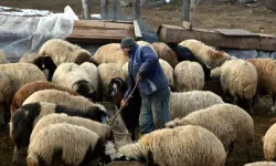 Köyüne Döndü, Devlet Desteğiyle 100 Koyunu 520'ye Çıkardı