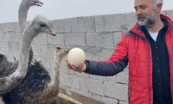 Göç Eden Metin Tetik, Deve Kuşu Yetiştiriciliği ile Yeni Bir Başlangıç Yapıyor