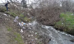 Balık Ölümlerinin Ardından Saranlı Deresi'nde Kimyasal Maddeye Rastlanmadı