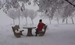 Sis ve Soğuk Hava Ağaçları Kırağıyla Kapladı