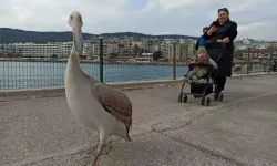 Pelikan Çılgınlığı: Herkes Fotoğraf Çekmeye Koşuyor!