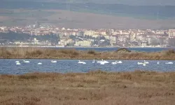 Doğa İyileşiyor: Kuş Sayılarındaki Artış Uzmanları Şaşkına Çevirdi!