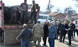 Manda Yetiştiriciliğine Destek: Tokat’ta 14 Damızlık Boğa Dağıtıldı