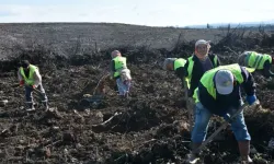 Yanan Ormanlar Yeniden Doğuyor! 750 Bin Fidan Dikilecek!