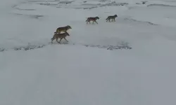 Kışın Vahşi Doğa: Dronla Görüntülenen 4 Kurt Heyecan Yarattı!