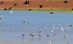 Baraj Gölü Türkiye'nin Kuş Cenneti Oldu! 228 Tür Tespit Edildi!