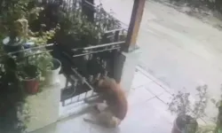 Hayvanların Azmi! Köpek, Başını Kapıya Sıkıştırıp Demir Kapıyı Yerinden Sökerek Kurtuldu!