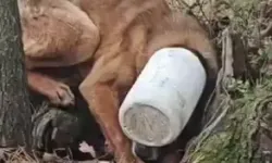 Köpeğin Hayatı Kurtarıldı! Başına Sıkışan Plastik Bidon Belediye Ekiplerinin Müdahalesiyle Çıkarıldı!