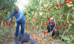 Zirai Don Üreticinin Yüzünü Gülümsetti! Domates Fiyatları 50 TL’ye Yükseldi!