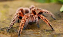 Tarantula Ticareti Türkiye’de Yasak! İnternette 7 Bin Liraya Satılıyor!