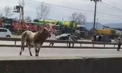 Sahibinin Elinden Kaçan Boğa Trafiği Felç Etti: 1 Kadın ve Çocuk Yaralandı