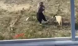 Koyuna Şiddet Uygulayan H.Ç., Cep Telefonu Kamerasıyla Kaydedildi, Gözaltına Alındı