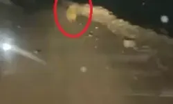 Yaylaya İnen Ayı 20 Arı Kovanını Parçaladı: O Anlar Kamerada